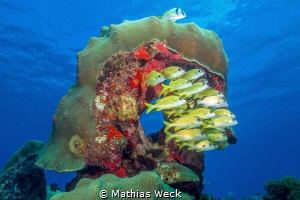 Mexico - Isla Mujeres - Lord Helmet Reef Block by Mathias Weck 